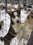Husky's