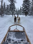 Husky's