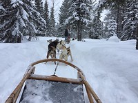 Husky's