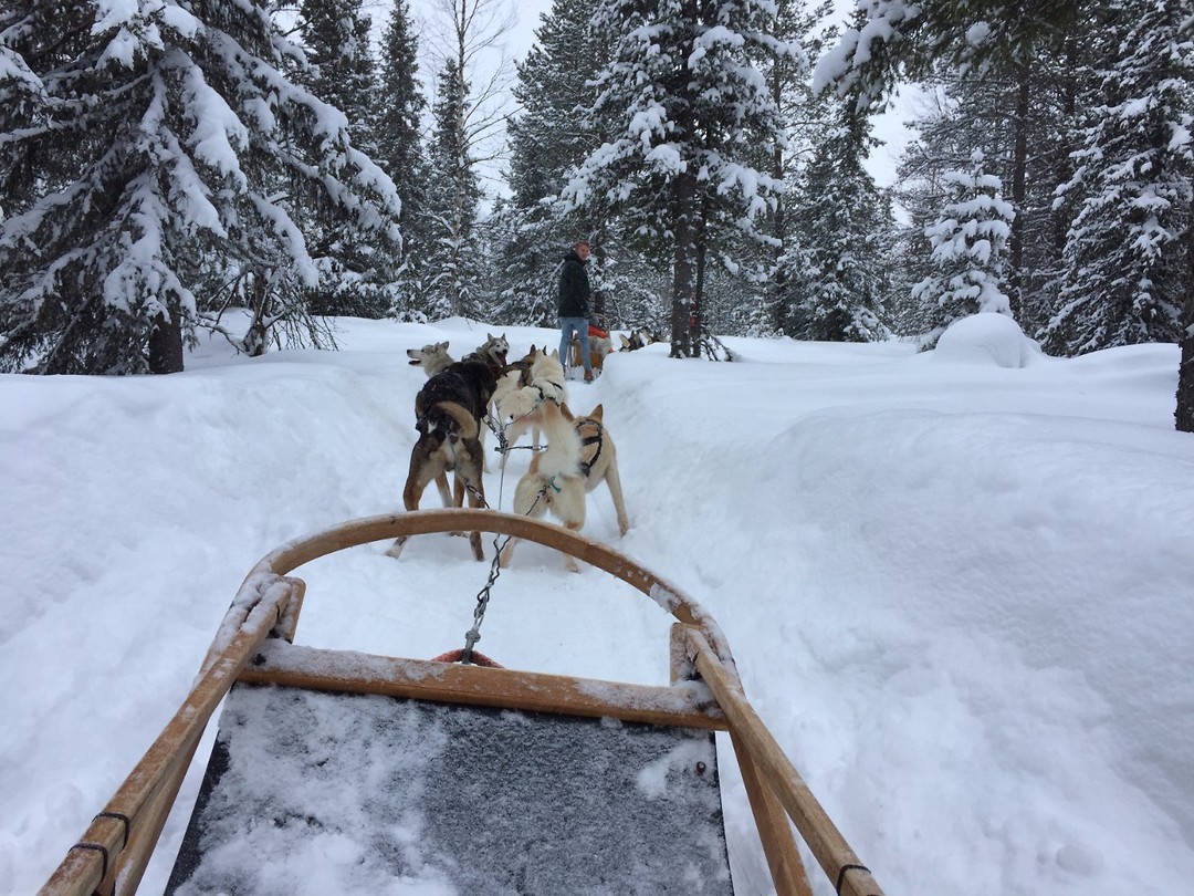 Husky's