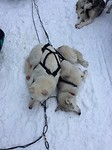 Husky's