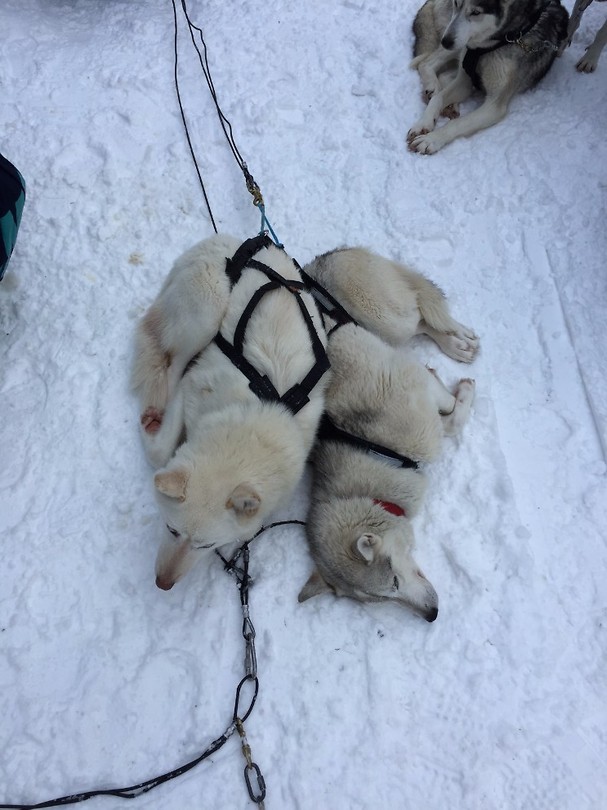 Husky's