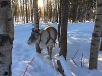 Reindeer Farm
