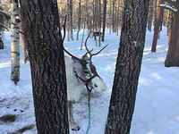 Reindeer Farm