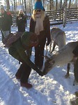 Reindeer Farm