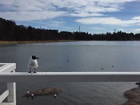 Seurasaari