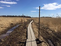 Lammassaari