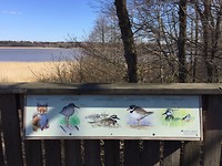 Lammassaari