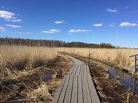 Lammassaari