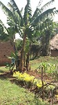 Banana tree