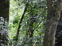 Red tail monkey, let op de staart!!