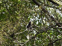 Colobus monkey