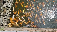 IMG-20180719-WA0007