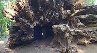Tunnel on de boom