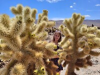 Cholla cactussen