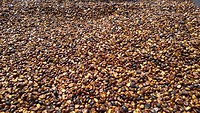 Koffiebonen