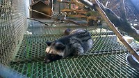 Weasels