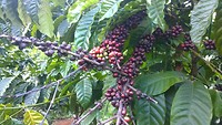 Koffiebonen