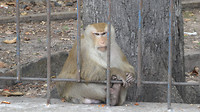 Vrolijke aap bij de Cao Dai tempel