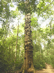 Puistenboom
