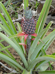Ananas
