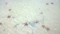 Starfish
