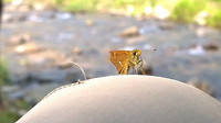 Butterfly?