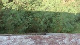 Over het Goteik Viaduct