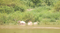 Waterbuffels