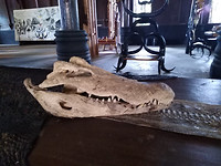 Een krokodil... dood