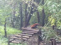 De rode pandabeer