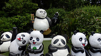 Hallo panda's