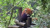 De rode panda