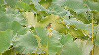 Vogeltje