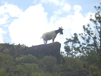 Berggeit