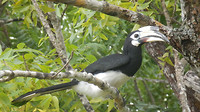 Neushoornvogel