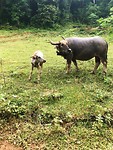 IMG-20190725-WA0026
