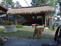 Easy Guest House - ontbijt tentje
