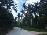 Cruising through paradise