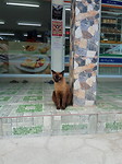 Miauw