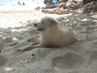 Lieve doggo