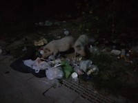 Kleine piggies!