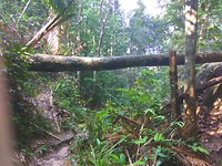 Hiken in het Penang National Park