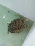 Turtle!