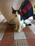 Chichi de kat