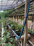 Rijen en rijen met aardbeienplanten