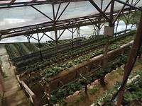 Zooo veel aardbeien