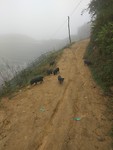 Little piglets!