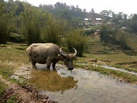 Waterbuffel!