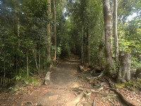 Dichte woud van Taman Negara